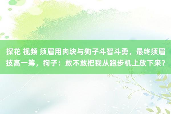 探花 视频 须眉用肉块与狗子斗智斗勇，最终须眉技高一筹，狗子：敢不敢把我从跑步机上放下来？